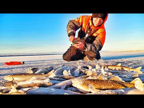 Видео: ПЕРВЫЙ ЛЁД!! МОРСКАЯ РЫБА ПРИШЛА!! УДОЧКА ЛЕТИТ В ЛУНКУ ОТ ТАКОЙ РЫБАЛКИ!! ПЕРВЫЙ ЛЁД 2025