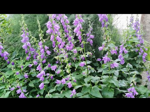 Видео: Ольга 1972 года и её 6 соток! КАК МАЛЕНЬКИЕ КАНАЛЫ НАПАДАЮТ НА УСПЕШНЫЕ И ЛОВЯТ НА ЭТОМ ХАЙП