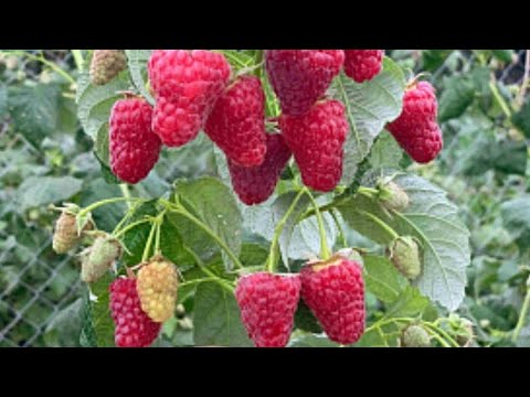 Видео: Малину посадила- клубника на очереди| Помидорные деревья| Необычная айва