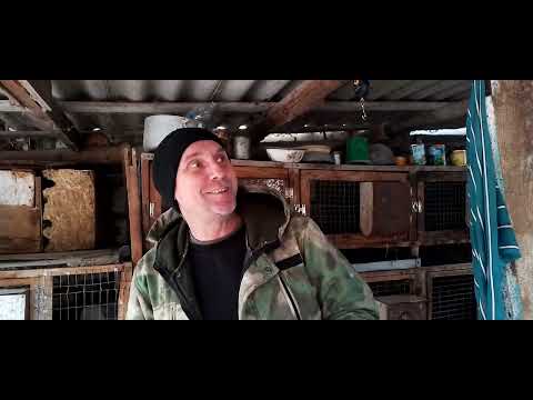 Видео: СКРЕЩИВАНИЕ  ПОРОДНЫХ  И  БЕЗПОРОДНЫХ КРОЛИКОВ. МОЙ ОПЫТ.