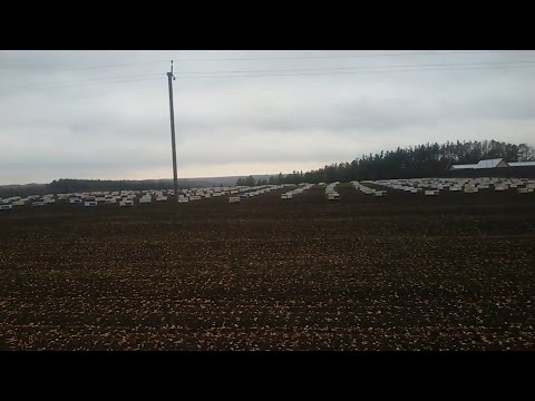 Видео: Промышленная пасека Нагорнюка В И
