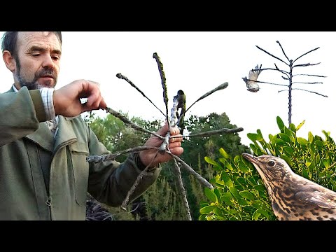 Видео: Ловушка для птиц из омелы. Древняя охота (ныне запрещенная) с этим липким растением