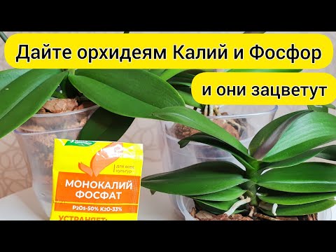 Видео: Фосфор и калий для орхидеи ||  Полив для цветения орхидей