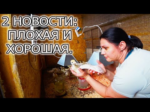 Видео: ВИНОГРАД ВЫМЕРЗ, ИНДЮКИ РАСТУТ!