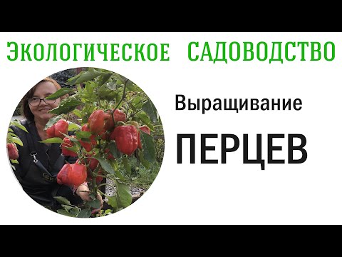 Видео: Выращивание ПЕРЦЕВ (от А до Я). Видеолекция