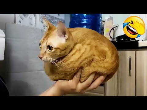 Видео: Забавные коты и собаки заставят вас смеяться весь день 😂