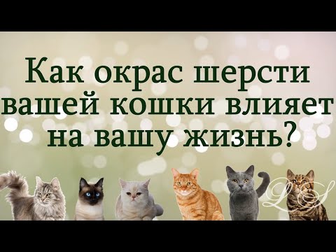 Видео: Как окрас шерсти вашей кошки влияет на вашу жизнь. Почему Ваша кошка пришла именно к Вам