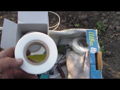 Видео: Окулировка. Прививочная лента Buddy Tape