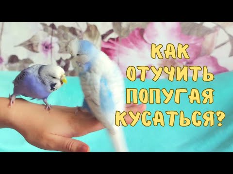 Видео: Как отучить попугая кусаться?