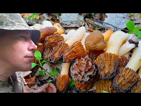 Видео: САМЫЙ ГРИБНОЙ ГОД НАЧАЛСЯ! Шапочка сморчковая, Шапочка коническая, Строчок пучковый - ВСЕ ВМЕСТЕ!