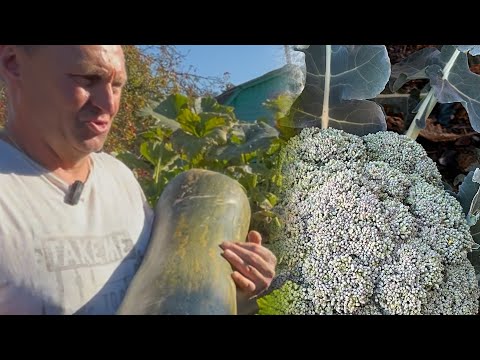 Видео: Урожай тыквы/ Супер компост 😊