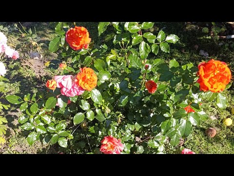 Видео: #rose Продовжують квітнути троянди, 7.09.25🌹🌹🌹🌹🌹🌹, назви в описі 💙😀💙🇺🇦❤️💛💙