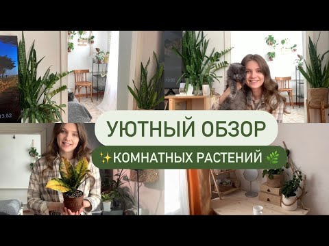 Видео: Домашняя коллекция комнатных растений 🌿 | Март’2025