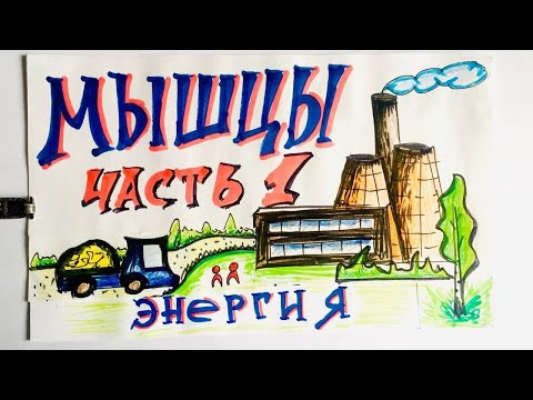 Видео: Мышцы. Энергия и эгоизм. Биохимия