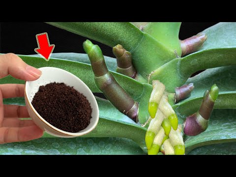 Видео: Просто кофе! Слабая орхидея внезапно пускает корни и цветет суперцветком!