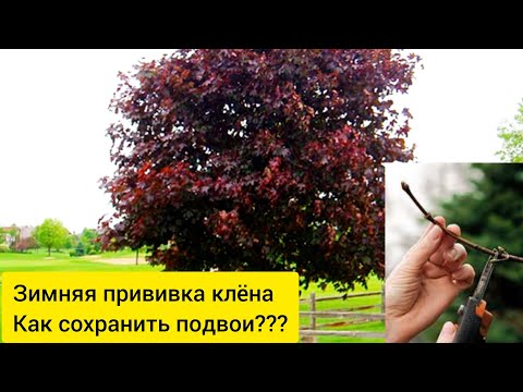 Видео: ❄Зимняя прививка сортовых клёнов. Как сохранить подвои❄