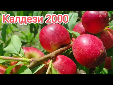 Видео: Нектарин Калдези 2000/Caldesi 2000