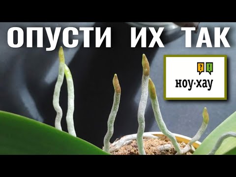 Видео: ОПУСТИ КОРНИ ТАК - ПОЛУЧИШЬ РЕЗУЛЬТАТ 👍! НОУ-ХАУ МЕТОД ИСПОЛЬЗОВАНИЯ ВНЕСУБСТРАТНЫХ КОРНЕЙ ОРХИДЕИ!👍