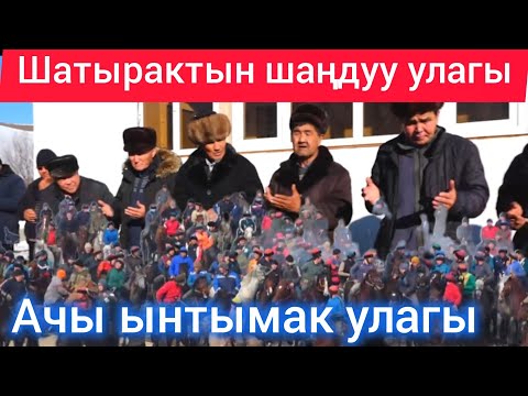 Видео: Ачы ынтымагы шатыракта шаңдуу өттү
