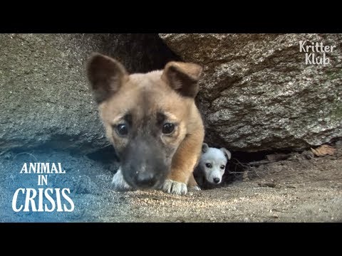 Видео: Щенки, живущие в огромной скале, столкнулись с кризисом без еды | Животное в кризис EP124