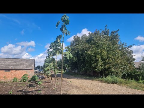 Видео: Прирост Павловния с мая по сентябрь 2022г.