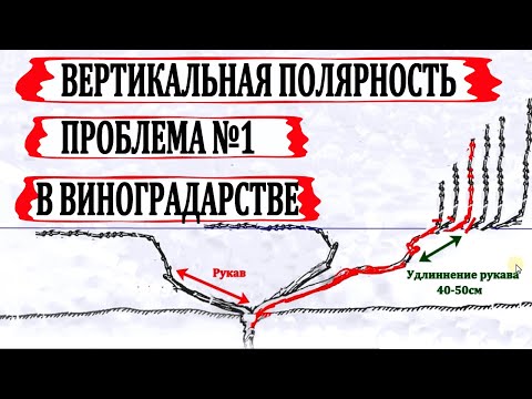 Видео: 🍇 Без знаний об ЭТОЙ ОСОБЕННОСТИ ВИНОГРАДА даже не подходите к нему. Вертикальная полярность.