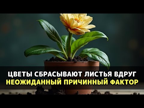 Видео: Корни гниют в земле и цветок погибает, но выход есть и он прост для каждого