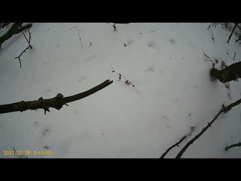 Видео: охота на куницу капканами  сезон 2023-2024 г. проверяю капканы. удачно.