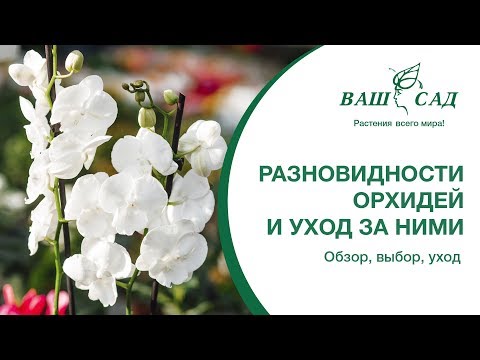 Видео: Какие разновидности орхидей бывают  Ваш сад