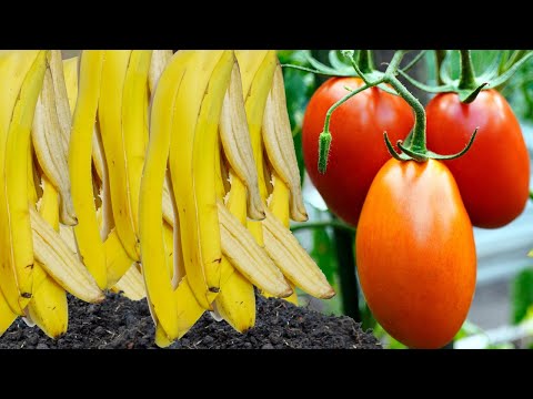 Видео: ✽ Банановый компост 💯 Натуральное удобрение ➤ Цветение и плоды