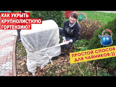 Видео: Крупнолистная садовая гортензия. Как укрыть на зиму крупнолистную гортензию? Мой опыт.