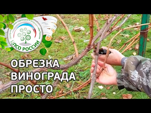 Видео: Обрезка винограда осенью. Как правильно обрезать виноград осенью.