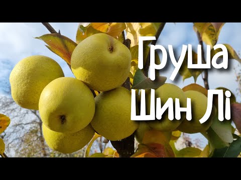 Видео: Груша Шин Лі / Зимові сорти груш