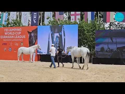 Видео: Знакомство лошадей с LED Экранами. FEI Jumping World Cup Eurasian League, Ташкент, 2024.