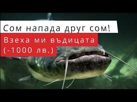 Видео: Малцина са свидетели на подобна гледка!