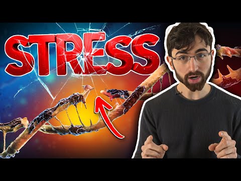 Видео: «Не старейте» — социальный стресс разрушает вашу ДНК. Как это остановить