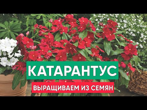 Видео: Выращиваем Катарантус из семян! Когда и как пересаживать катарантусы в кашпо?