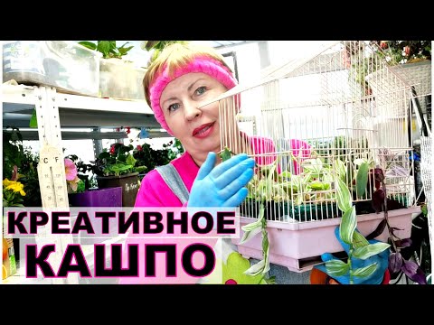 Видео: Креативное кашпо для традесканций. Необычное использование старых вещей
