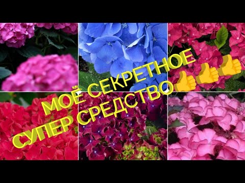 Видео: СУПЕР-СРЕДСТВО ДЛЯ РОСТА ГОРТЕНЗИЙ🌹🌹🌹
