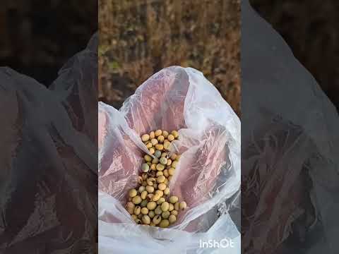 Видео: Соя доведе до коліна...😨😱 зібрати й забути... 🤠
