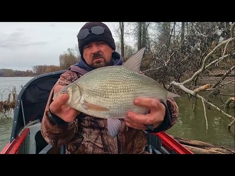Видео: ЛЕЩ НА ПЕНОПЛАСТ. Рыбалка на Оби ( Сузун ) 22 октября 2023г. Закрытие сезона.