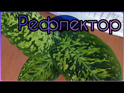 Видео: Не смогла расстаться с врединой🌱#ДИФФЕНБАХИЯ #РЕФЛЕКТОР #размножение #укоренение #растения #цветы