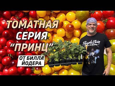 Видео: ТОМАТНЫЕ НОВИНКИ - СУПЕР СОРТА, КОТОРЫЕ ЗАВОЮЮТ ВАШЕ СЕРДЦЕ!