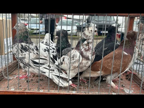 Видео: Выставка голубеи 11.09.2025 Оргеев!🕊️#pigeon #birds #голуби 