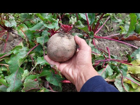 Видео: Когда убирать свёклу на приусадебном участке, и как хранить её зимой