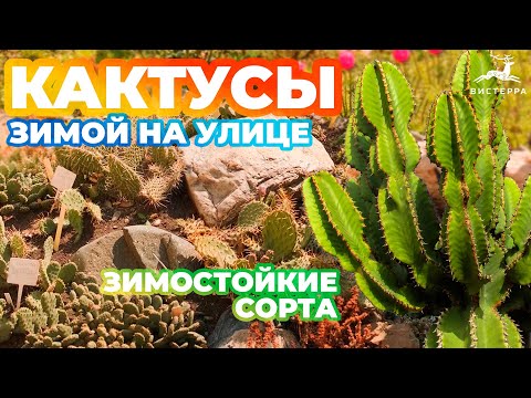 Видео: КАКТУС ЗИМОЙ НА УЛИЦЕ | КАКТУС ЗИМОСТОЙКИЙ | КАКТУС ЗИМНИЙ КАК ВЫРАСТИТЬ