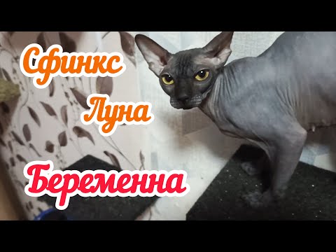 Видео: Сфинкс  Луна беременна?! Будут котята или нет?!