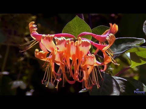 Видео: Ботанический сад. Июльский цветник (2018)