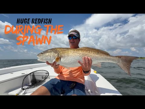 Видео: Огромный морской окунь во время нереста