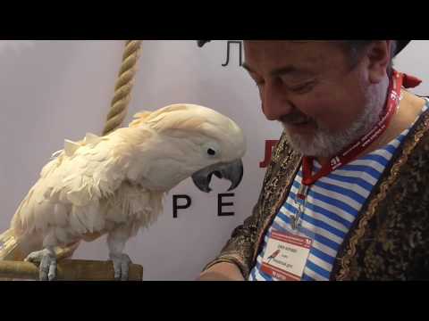 Видео: Попугай Савва передает приветы